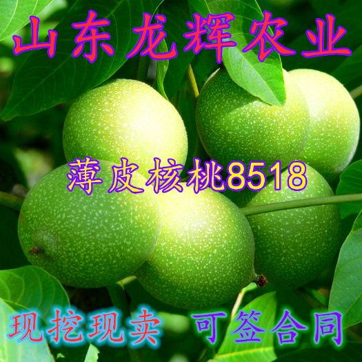 平邑县 薄皮核桃树苗 8518薄皮核桃苗嫁接核桃树苗南北方种植果树苗