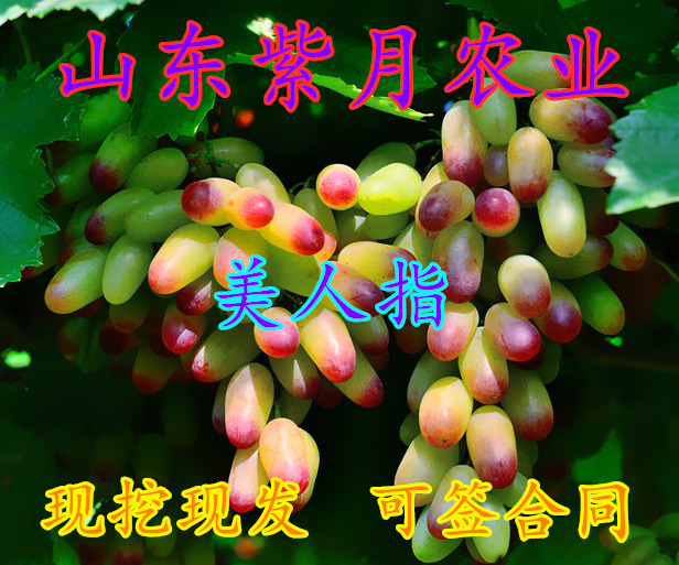 平邑县 南北方种植葡萄苗美人指无核葡萄苗