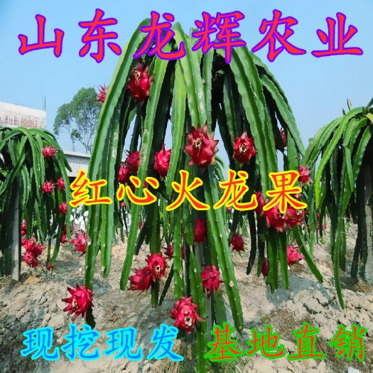 平邑县 红心火龙果苗红皮红心红肉火龙果种子果树苗种植当年结果