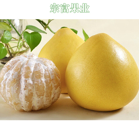 成都 琯溪蜜柚苗 个头大，品种纯正，全国劳模提供