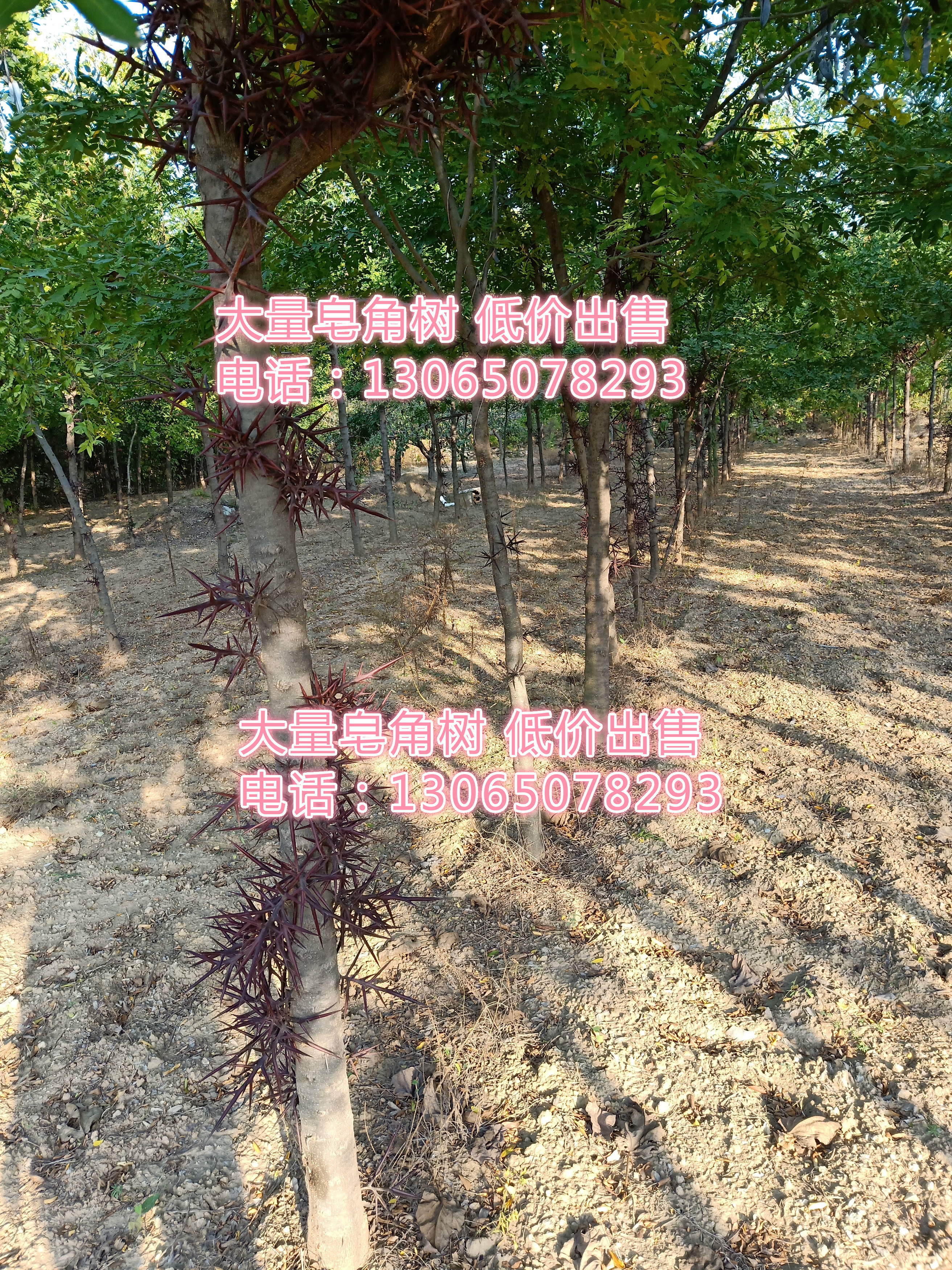 平阴县 自家种植数千棵大刺皂角树