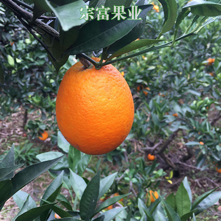 成都 纽荷尔脐橙苗 雷波品种，个头大，糖分高，表面光滑