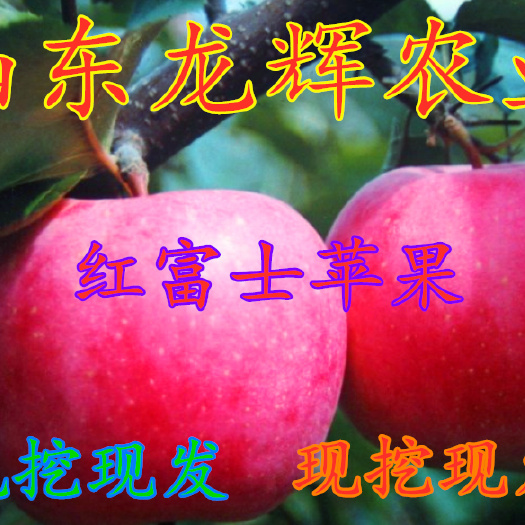 平邑县 苹果树苗嫁接苗果树苗南方北方种植红富士苹果苗当年结果