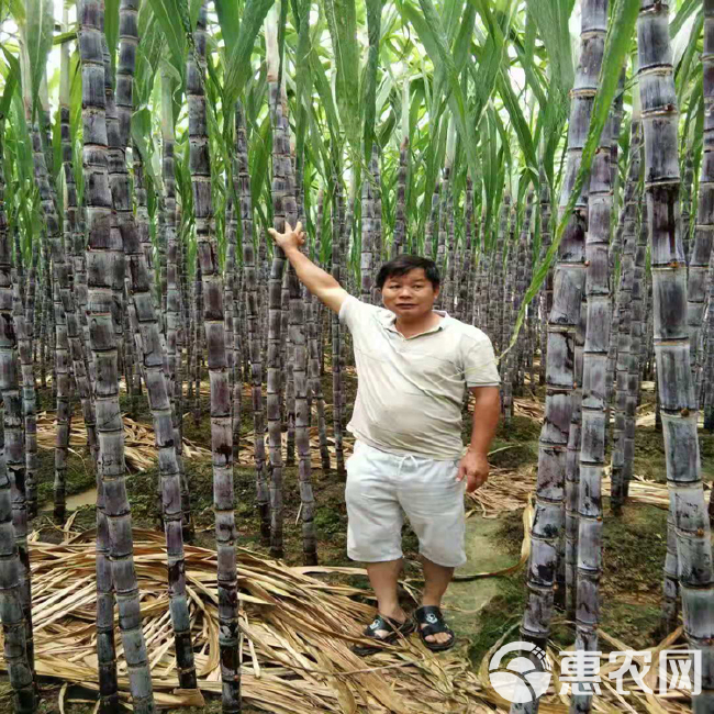 广西甘蔗大量上市！货源充足！好高！好甜！ 好脆！提供回程车