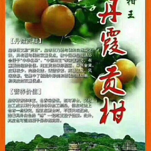 仁化县 皇帝柑  广东省仁化丹霞产地