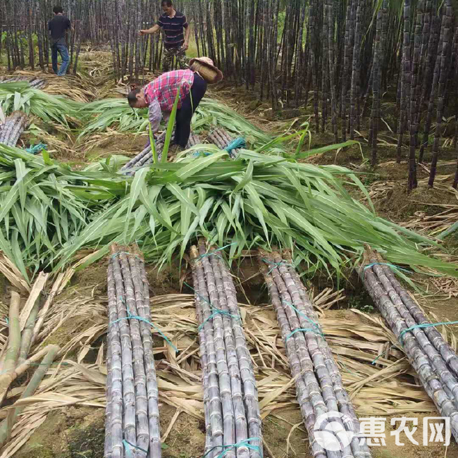 广西甘蔗大量上市！货源充足！好高！好甜！ 好脆！提供回程车