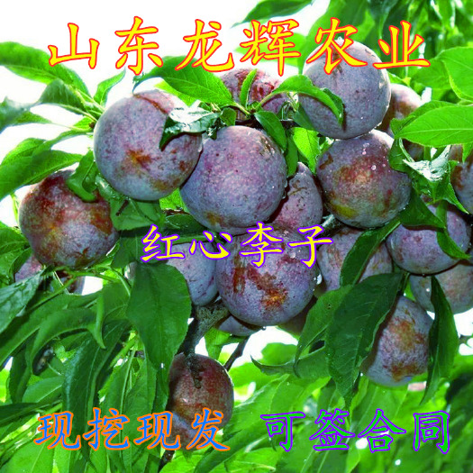 平邑县红心李子苗 红心李子 树苗 新品种嫁接苗南方种植 当年结果