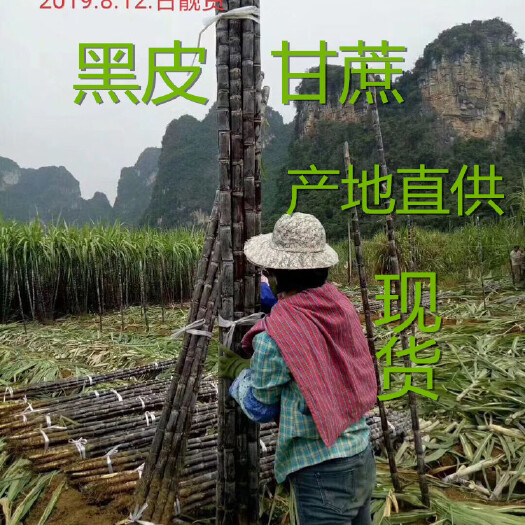 博白县黑皮甘蔗 万亩甘蔗供应全国 黑皮甘蔗脆甜 产地直销 诚信经