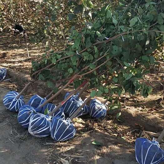定州市 供应 黄栌  丛生黄栌
