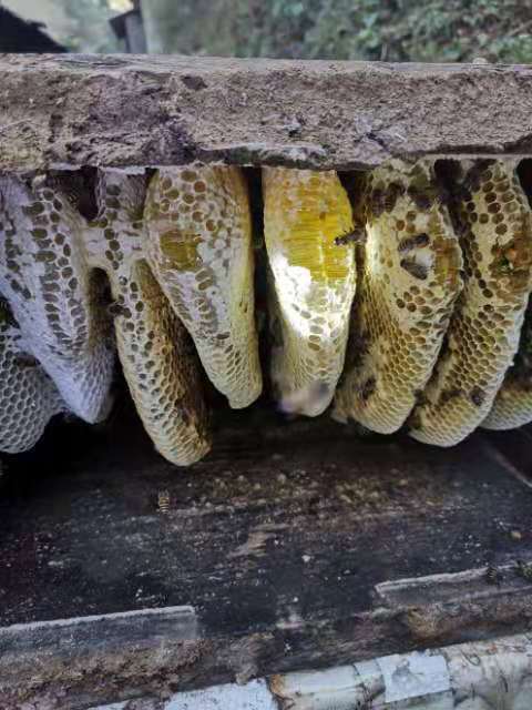  云南大山中华蜜蜂野生土蜂蜜