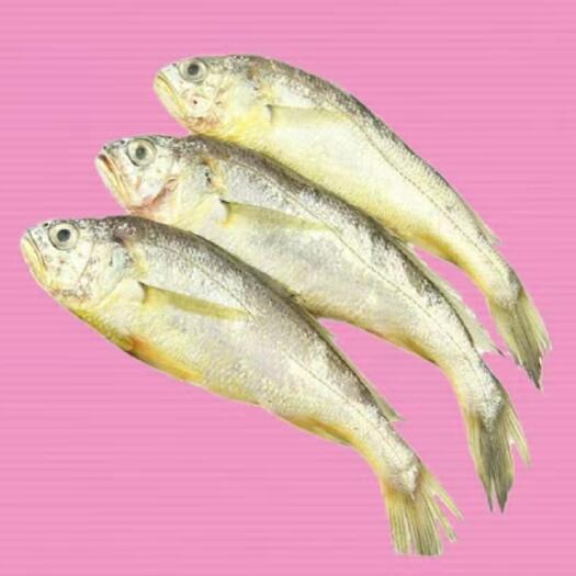 深圳 小黄花鱼高品质，整件8.8斤出量大价优 欢迎询价 直发