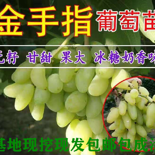 平邑县 金手指葡萄苗基地直销保质保量现货多多