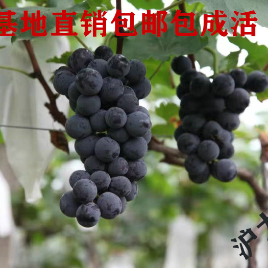 平邑县 沪太8号葡萄苗产地直销量大优惠现挖现发