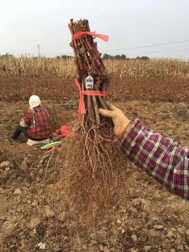  维多利亚葡萄苗基地直销欢迎订购