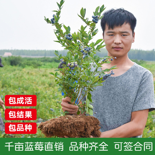 临沭县 蓝莓苗盆栽地栽果树苗蓝梅树苗蓝莓苗四季南北方种植带原土发货