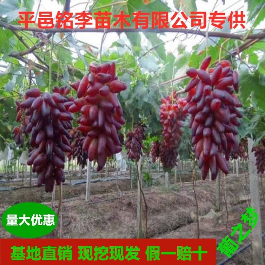 平邑县葡之梦葡萄苗 葡之梦葡萄嫁接苗基地直销假一赔十对版发货量大优惠