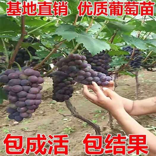 平邑县藤稔葡萄苗 藤稔葡萄嫁接苗基地直销现挖现发货源稳定