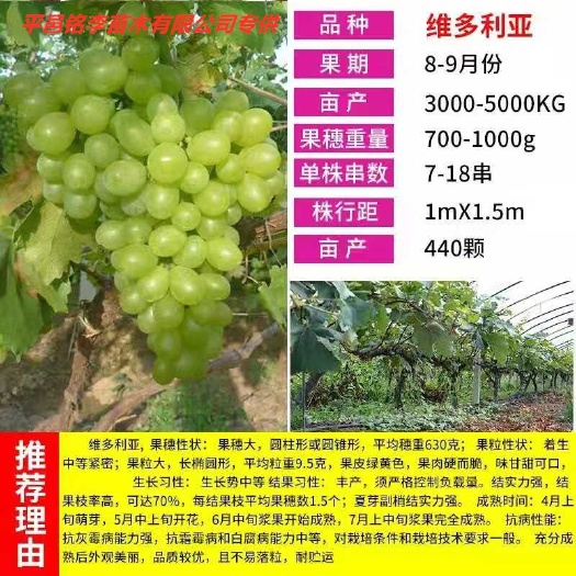 平邑县 维多利亚葡萄苗基地直销欢迎订购