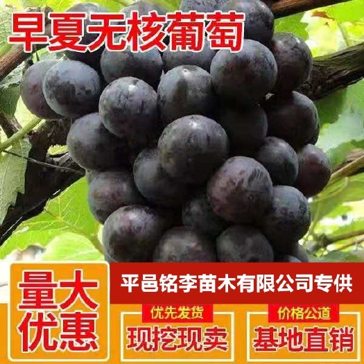 平邑县早夏无核葡萄苗 早夏无核葡萄嫁接苗基地直销量大优惠大规模种植可签合同