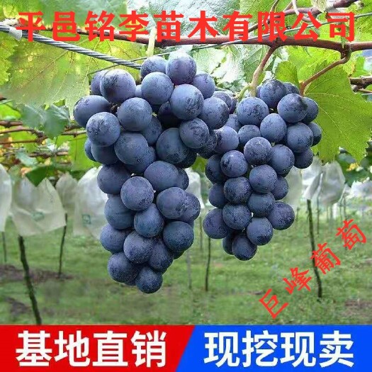 平邑县巨峰葡萄苗 巨峰葡萄嫁接苗基地直销量大优惠现挖现发