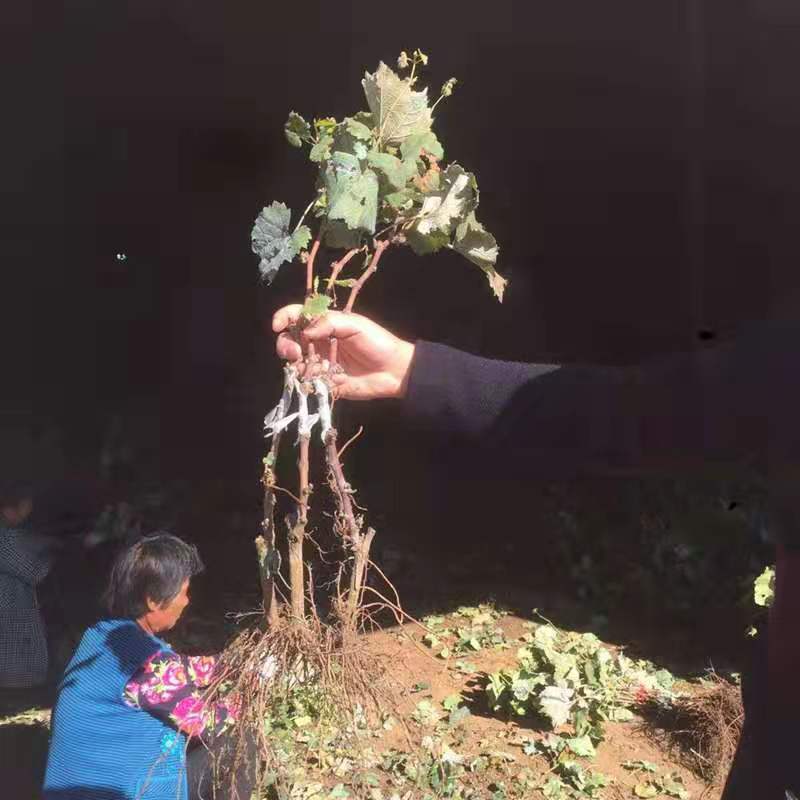 早夏無核葡萄苗 早夏無核葡萄嫁接苗基地直銷量大優(yōu)惠大規(guī)模種植可簽合同