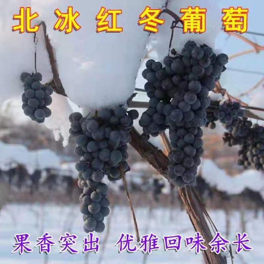 平邑县冰葡萄苗 北冰红葡萄嫁接苗基地直销量大优惠对版发货