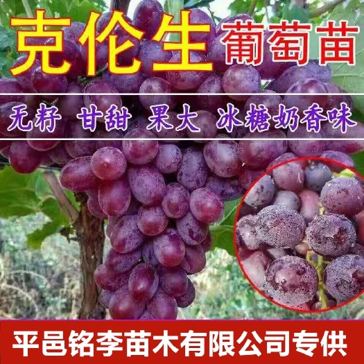 平邑县克伦生葡萄苗 克伦生葡萄嫁接苗基地直销货源充足量大优惠欢迎选购