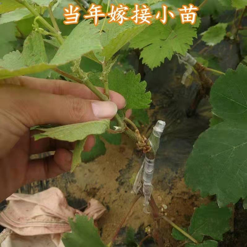 早夏無核葡萄苗 早夏無核葡萄嫁接苗基地直銷量大優(yōu)惠大規(guī)模種植可簽合同