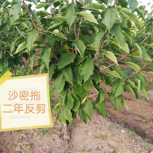 瓦房店市 特级二年马哈利萨米脱樱桃苗大樱桃苗辽宁大连基地现货根系发达