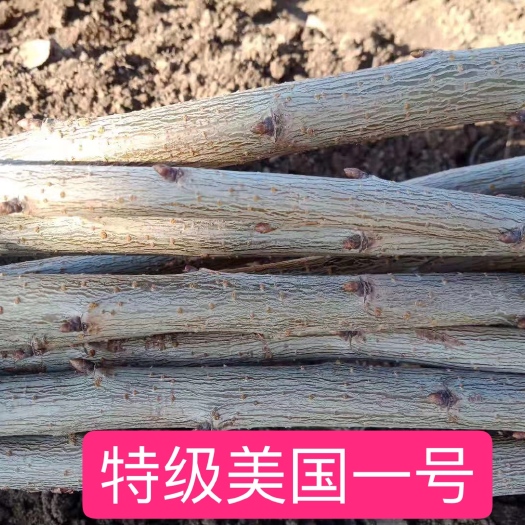 瓦房店市 特级美国一号樱桃苗大樱桃苗辽宁大连基地现货根系发达