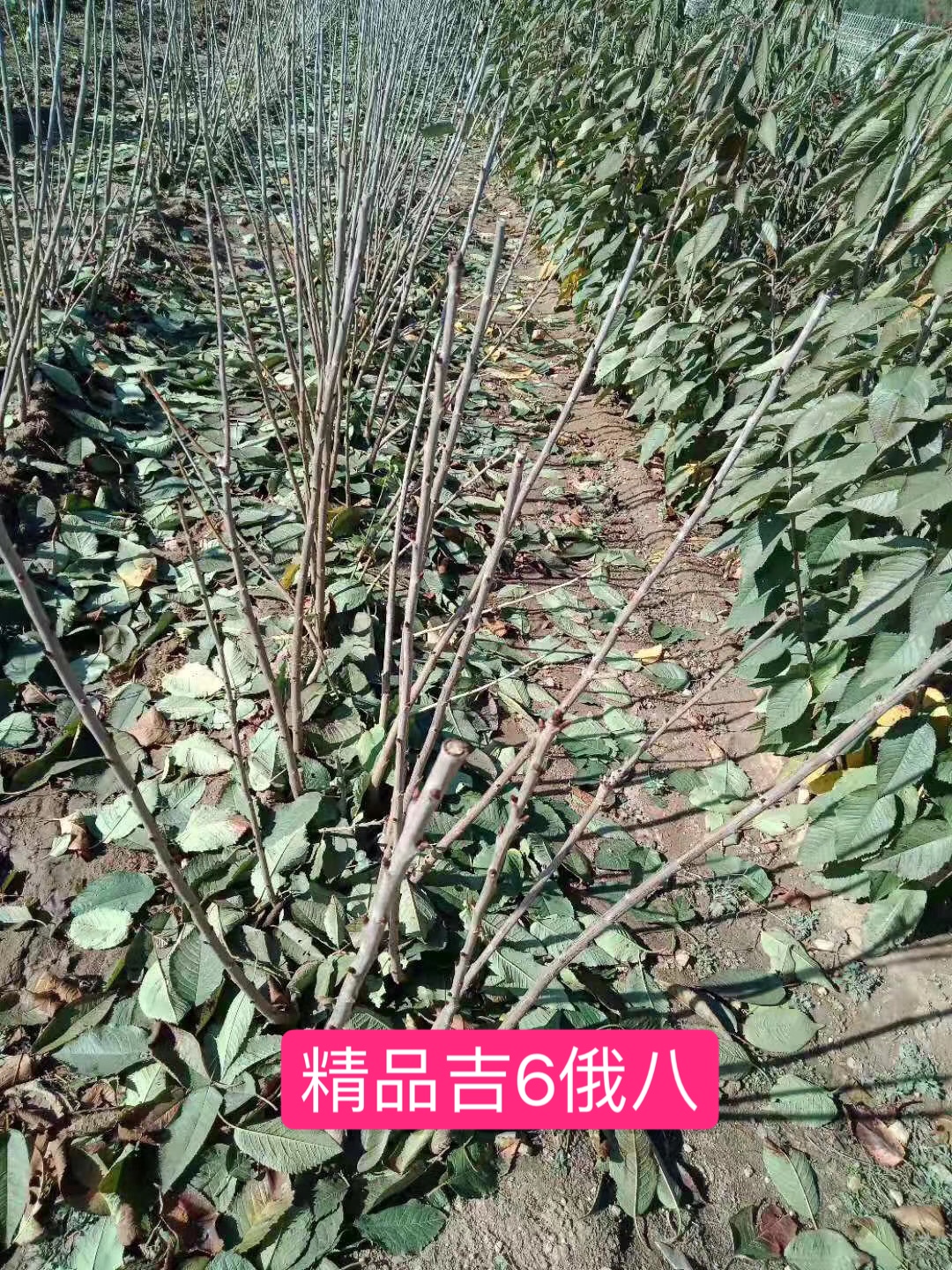  特级吉塞拉6号俄八樱桃苗大樱桃苗辽宁大连基地现货根系发达