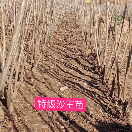 瓦房店市 特级沙王樱桃苗大樱桃苗甜樱桃苗辽宁大连基地现货根系发达