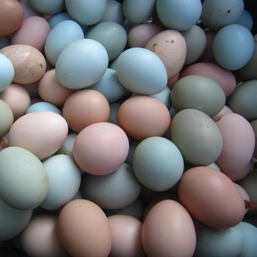  110枚新鲜农家富硒土鸡蛋乌鸡蛋农家蛋绿壳鸡蛋富硒土鸡蛋