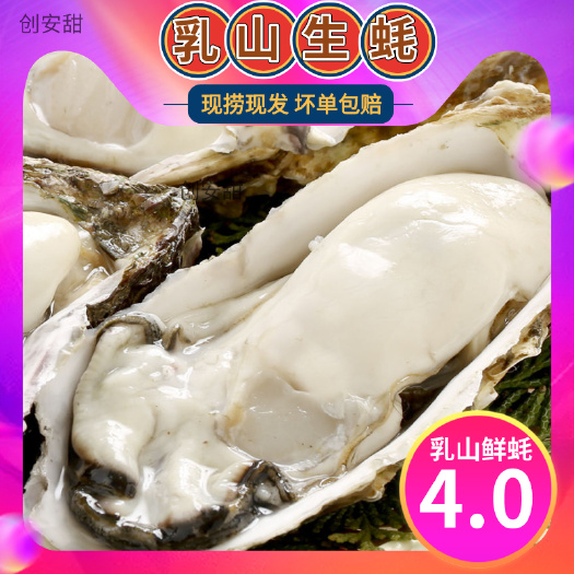 乳山市 山东乳山生蚝牡蛎海蛎子海鲜水产鲜活新鲜一箱五斤包邮