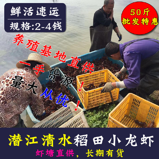 潜江市 湖北潜江小龙虾批发，养殖基地直供 一手货源2-4钱