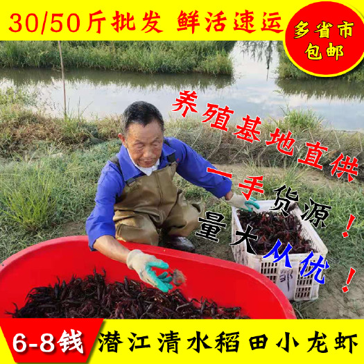 潜江市 潜江小龙虾鲜活50斤清水小龙虾鲜活大龙虾活体特大龙虾批发