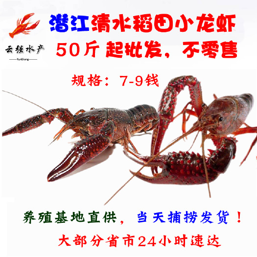 潜江市 潜江小龙虾鲜活新鲜的789钱活体大龙虾生鲜活物青红龙虾