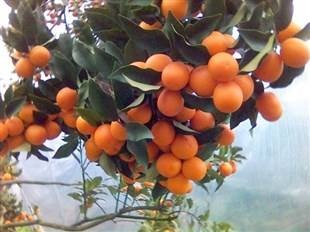 黎川县夏橙树苗 夏橙苗、奥林达夏橙苗、茯苓夏橙苗、甜橙苗、赣南脐橙苗
