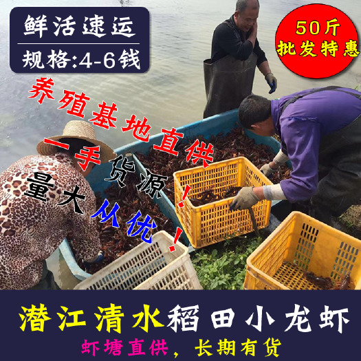 潜江市 潜江小龙虾鲜活新鲜的大号活体清水青红小龙虾456钱