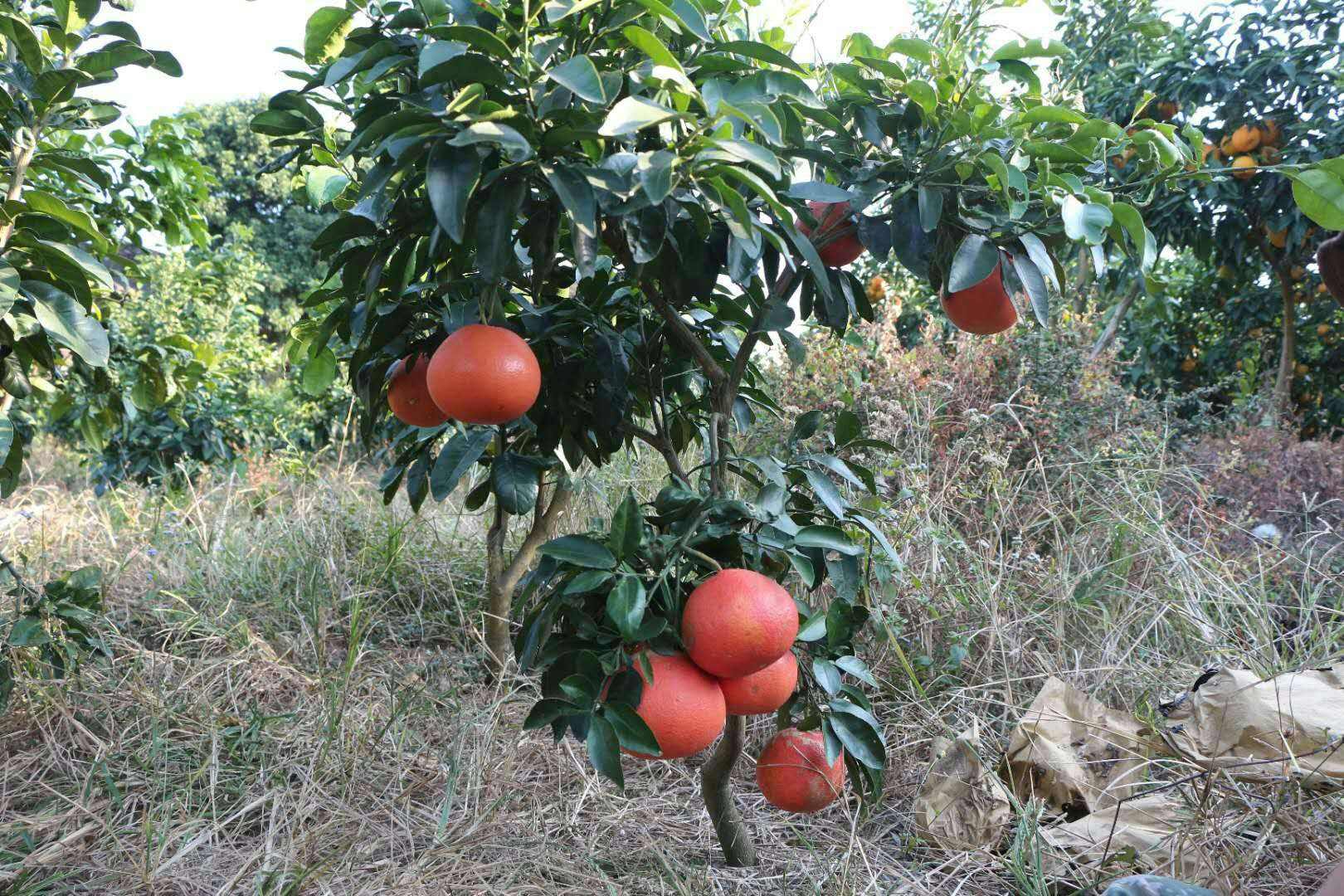 红宝石葡萄柚苗 、西柚苗、红西柚苗、南非西柚苗、以色列葡萄柚苗