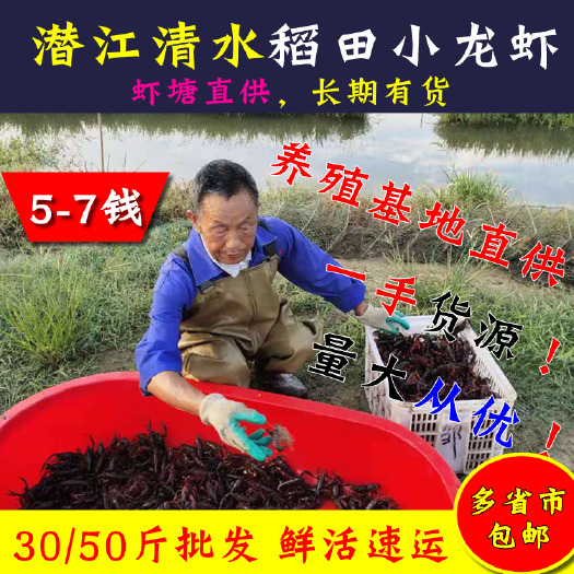潜江市 潜江小龙虾鲜活30斤新鲜的中号活小龙虾清水青红活体大龙虾