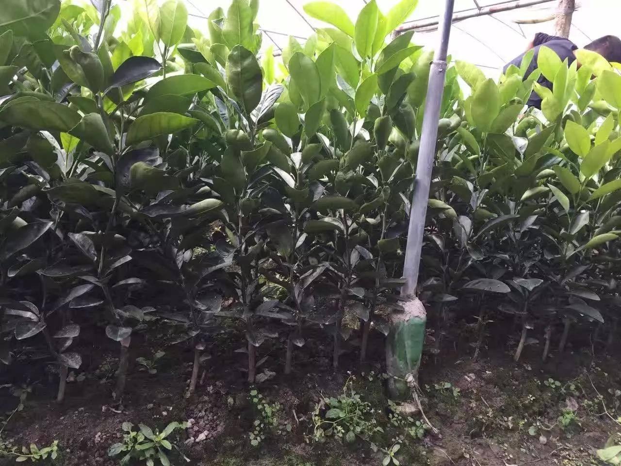 红宝石葡萄柚苗 、西柚苗、红西柚苗、南非西柚苗、以色列葡萄柚苗