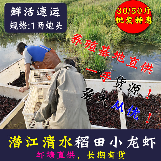 潜江市潜江小龙虾鲜活大新鲜活大龙虾一两以上特大两虾生鲜青红虾