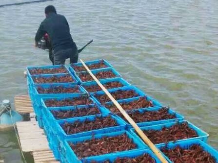 潜江市 长期供应龙虾苗 青虾苗 龙虾价格 小龙虾 龙虾苗哪里有卖