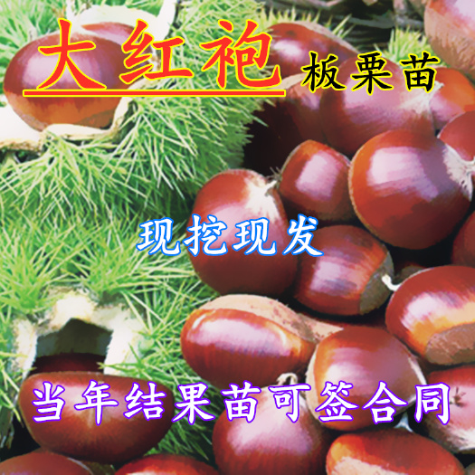 平邑县大红袍板栗苗 板栗苗现挖现发基地直销当年结果可签合同