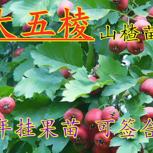 平邑县 大五棱山楂苗基地直销现挖现发南北方种植当年结果