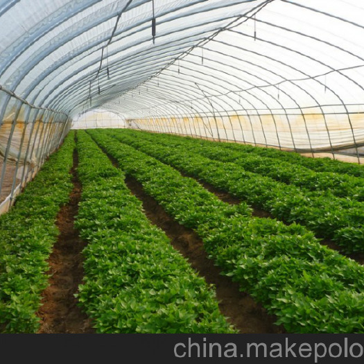 尉氏县龙薯9号红薯苗 大量供应预定红薯苗
