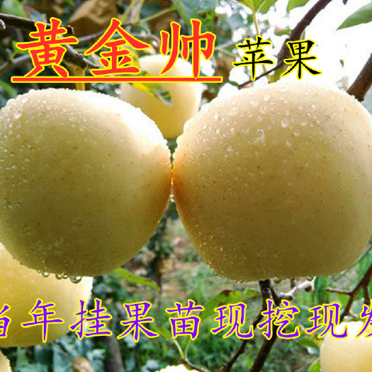 平邑县黄金帅苹果树苗 黄金帅苹果现挖现发南北方种植当年挂果可签合同