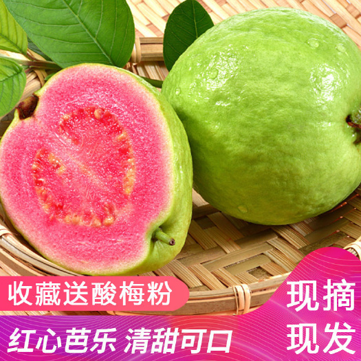 北流市 广西玉林北流市 红宝石芭乐 白心芭乐 红心芭乐
