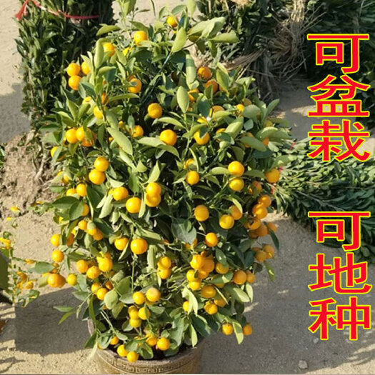 平邑县沙糖桔苗 砂糖橘橘子树苗 嫁接橘子树苗盆栽地栽南北方种植